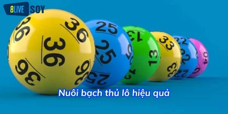 Nuôi bạch thủ lô là ưu tiên hàng đầu của đông đảo cược thủ